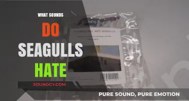 Unwanted Noises: Discovering the Sounds That Repel Seagulls Effectively