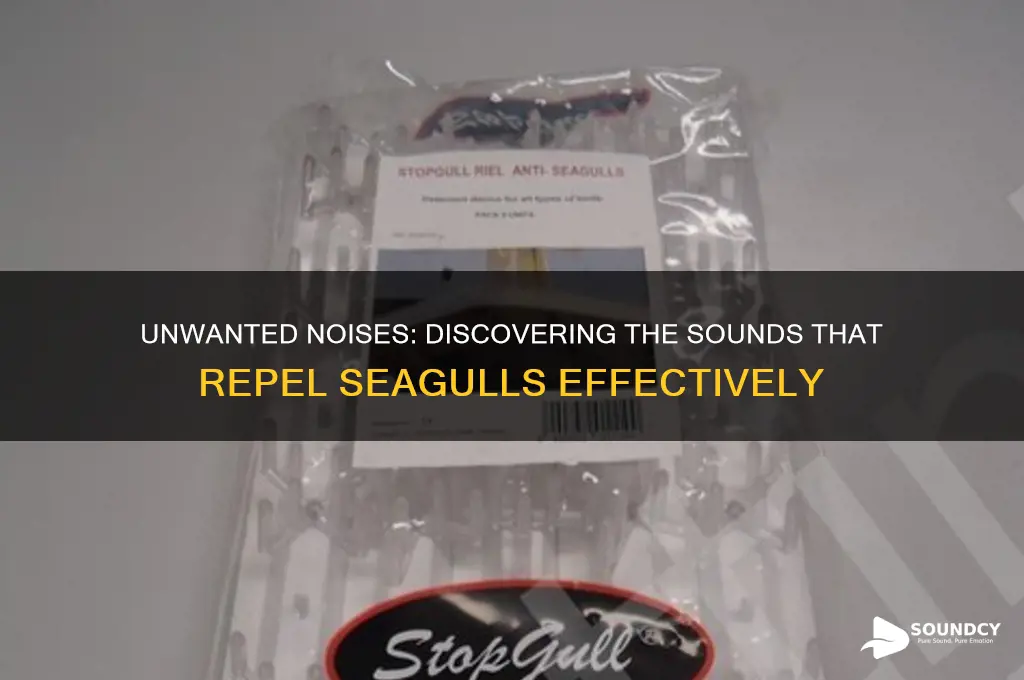 what sounds do seagulls hate