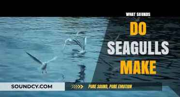 Exploring the Unique Vocalizations: What Sounds Do Seagulls Make?