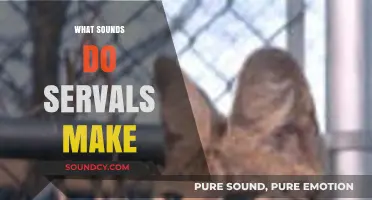 Unveiling the Unique Vocalizations: What Sounds Do Servals Make?