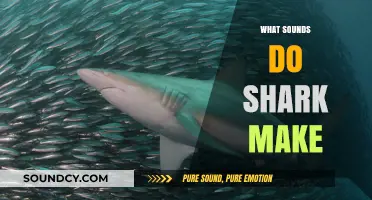 Unveiling the Mysterious Underwater Sounds of Sharks: What Do They Communicate?