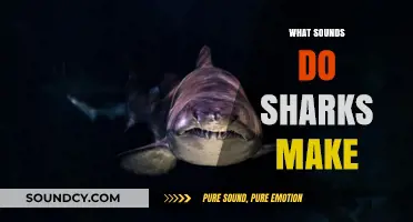 Unveiling the Mysterious Underwater Sounds of Sharks: What Do They Communicate?