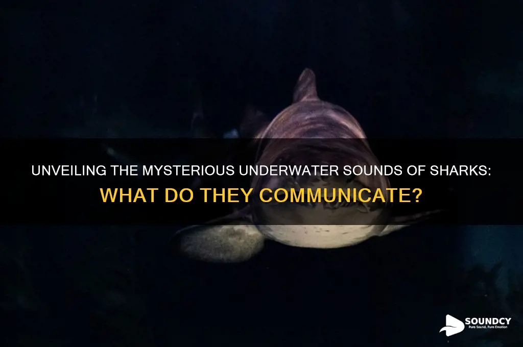 what sounds do sharks make