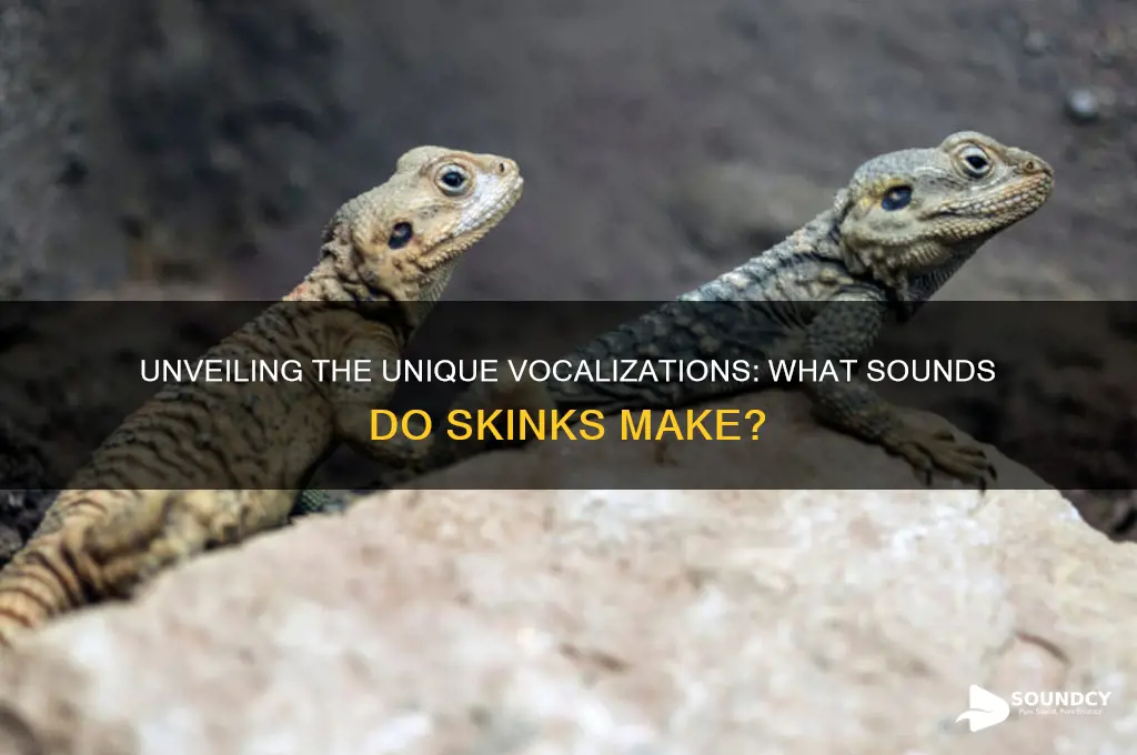 what sounds do skinks make