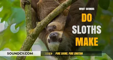 Unveiling the Mysterious Sounds of Sloths: A Quiet Creature's Vocalizations