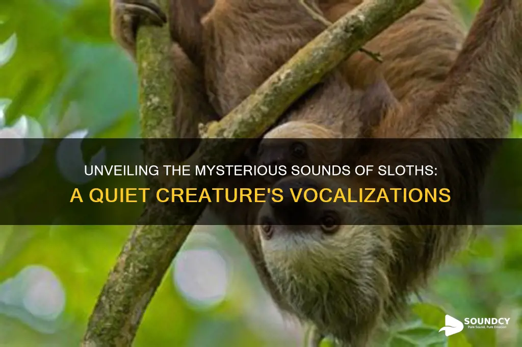 what sounds do sloths make
