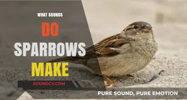 Exploring the Unique Chirps and Calls of Sparrows: A Sound Guide