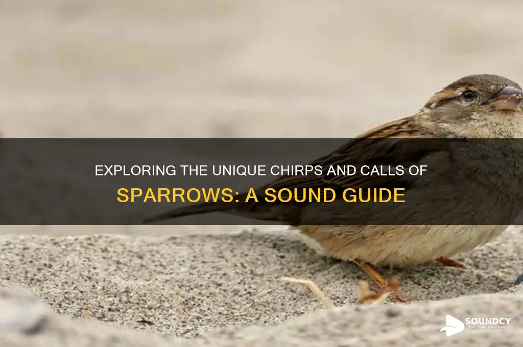 what sounds do sparrows make