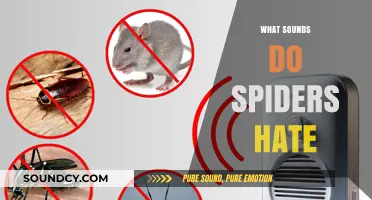 Unwanted Guests: Discover the Sounds That Repel Spiders Effectively