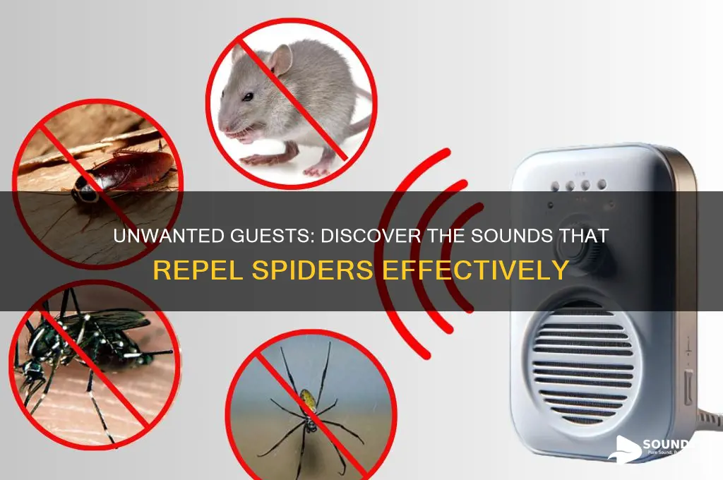 what sounds do spiders hate