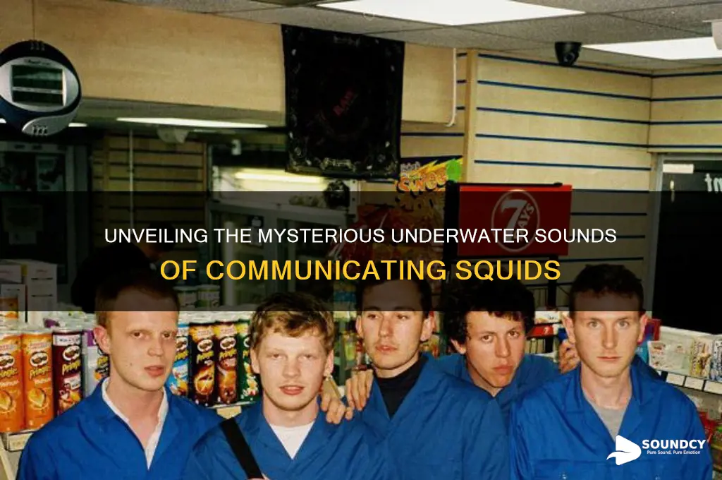 what sounds do squids make