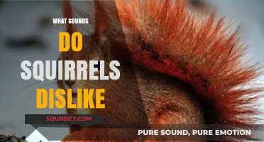 Unwanted Noises: Sounds That Drive Squirrels Away from Your Space