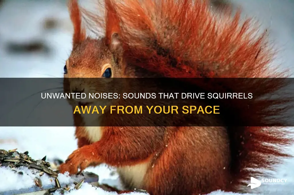 what sounds do squirrels dislike