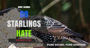 Unwanted Noises: Effective Sounds to Deter Starlings from Your Space