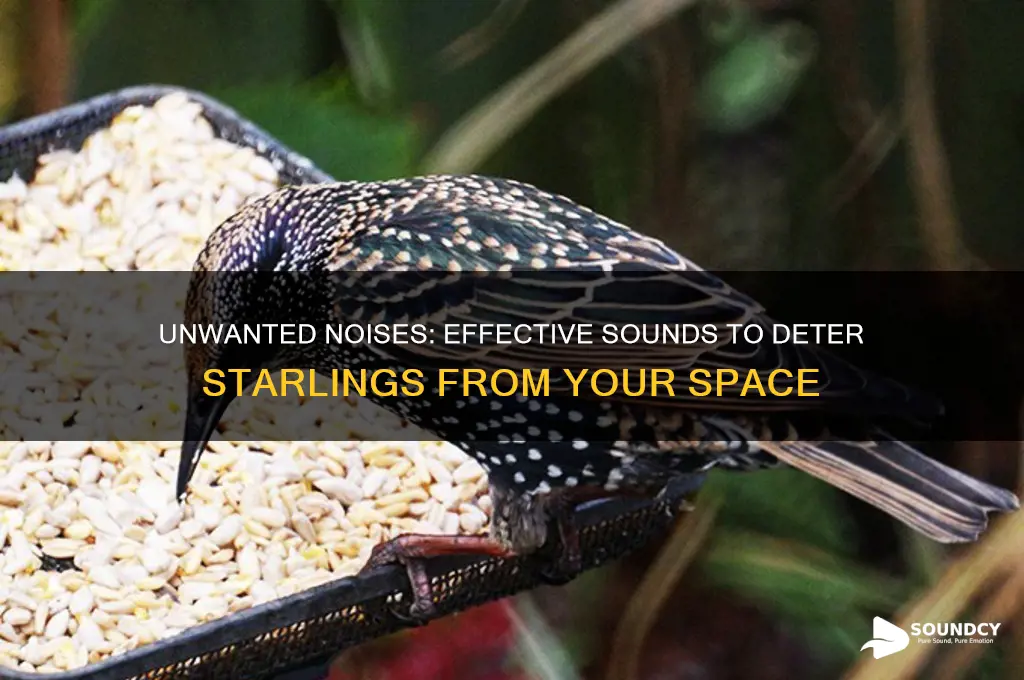what sounds do starlings hate