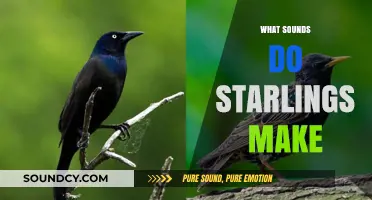 Exploring the Unique Sounds and Calls of Starlings in Nature
