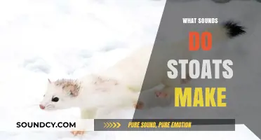 Unveiling the Vocalizations: What Sounds Do Stoats Make in the Wild?