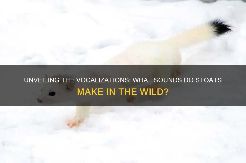 what sounds do stoats make