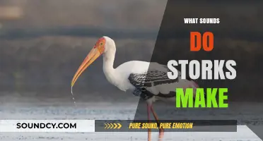 Unveiling the Unique Vocalizations: What Sounds Do Storks Make?