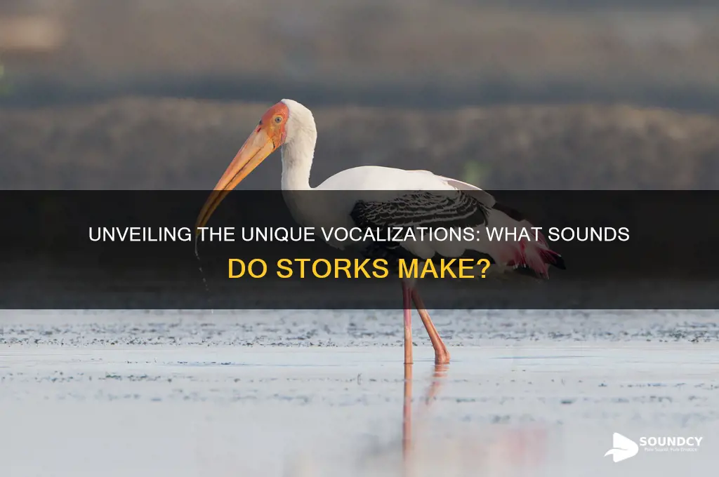what sounds do storks make