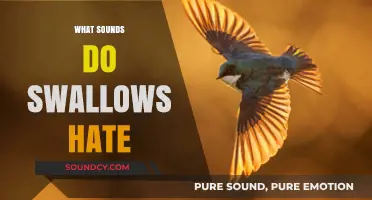 Unwanted Noises: Sounds That Swallows Despise and Avoid in Nature