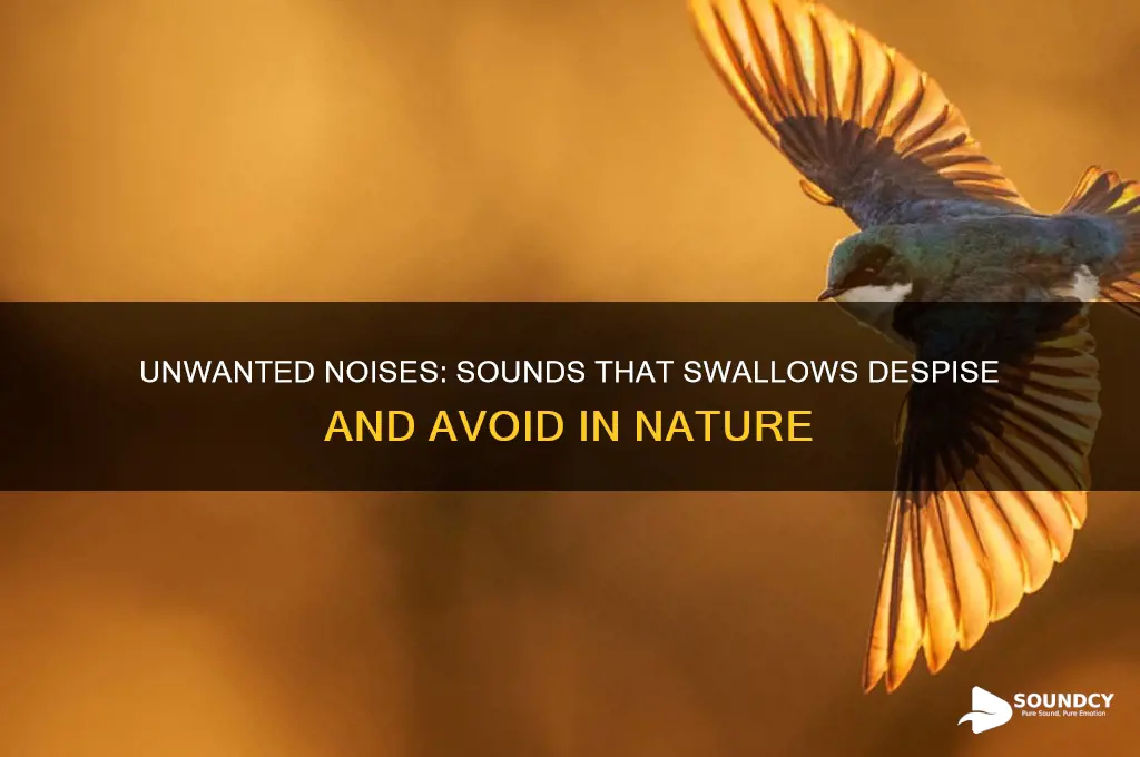 what sounds do swallows hate