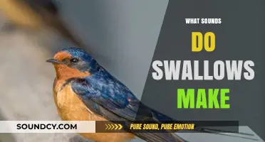 Discover the Unique Chirps and Calls of Swallows in Nature