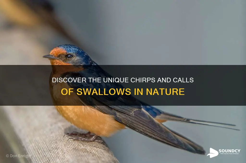 what sounds do swallows make