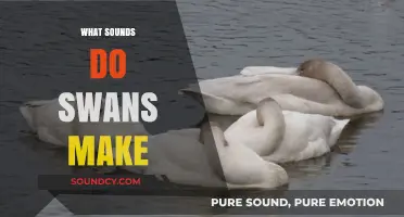 Discover the Unique Vocalizations: What Sounds Do Swans Make?