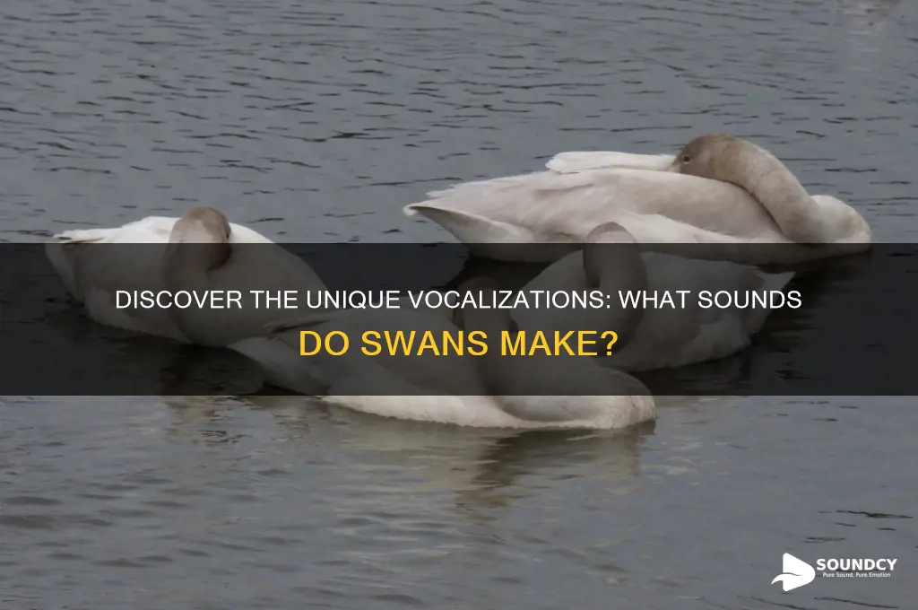 what sounds do swans make