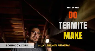 Uncovering the Mysterious Noises: What Sounds Do Termites Make?