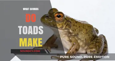 Unveiling the Unique Croaks and Calls of Toads in Nature