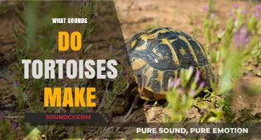 Unveiling the Quiet World: What Sounds Do Tortoises Make?