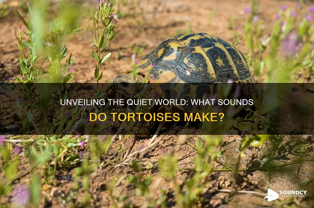 what sounds do tortoises make