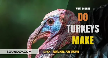 Gobbles, Clucks, and Purrs: Decoding the Unique Sounds of Turkeys