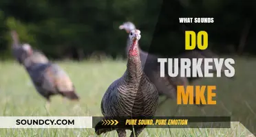 Gobbles, Clucks, and Purrs: Decoding the Fascinating Sounds of Turkeys