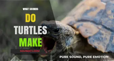 Unveiling the Surprising Sounds Turtles Make: A Comprehensive Guide
