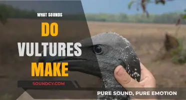 Unveiling the Unique Vocalizations: What Sounds Do Vultures Make?