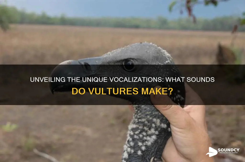 what sounds do vultures make