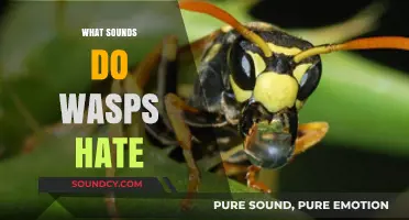Repel Wasps Naturally: Discover the Sounds They Despise and Avoid