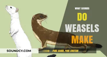 Unveiling the Unique Vocalizations: What Sounds Do Weasels Make?