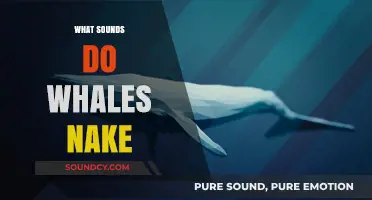 Exploring the Fascinating Underwater Sounds Whales Make and Communicate With