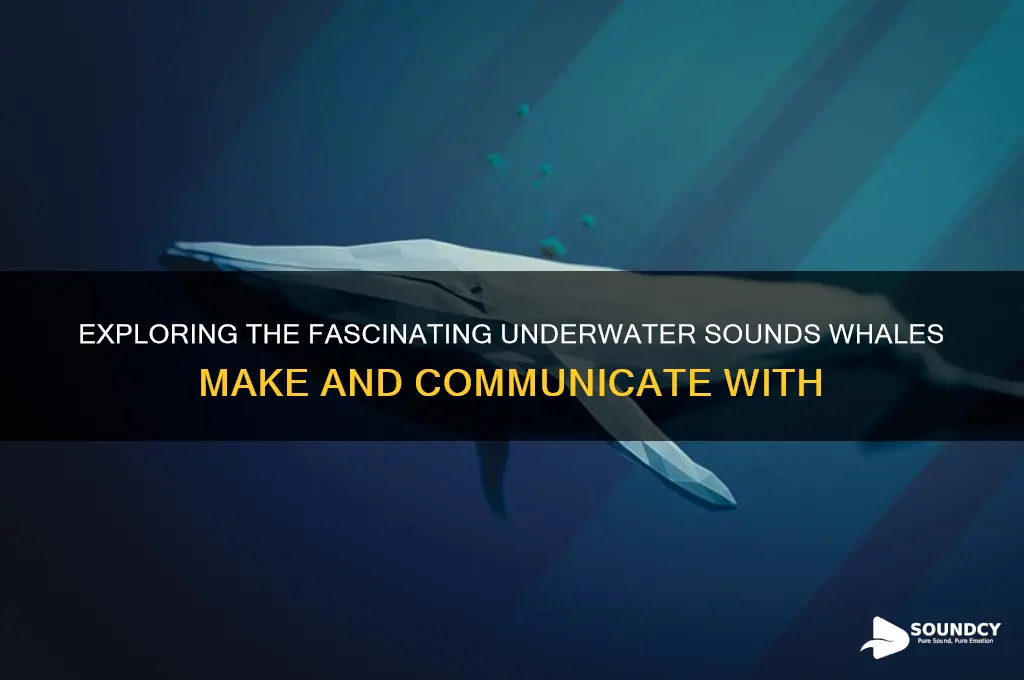 what sounds do whales nake