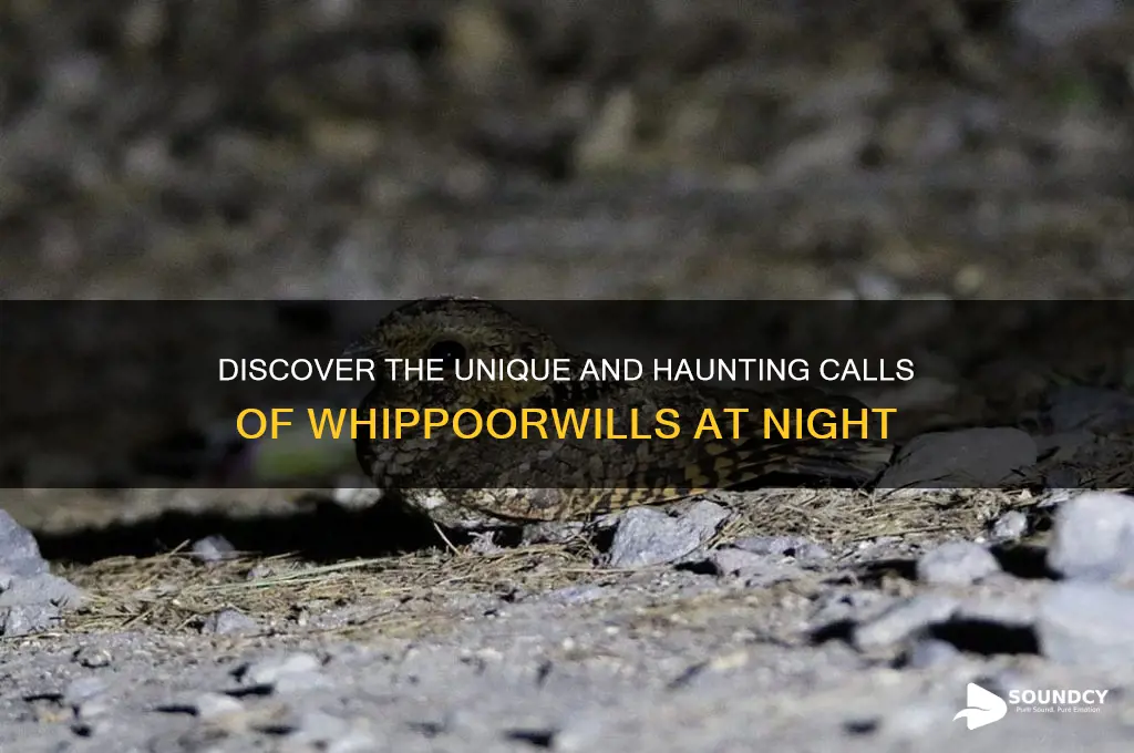what sounds do whippoorwills make