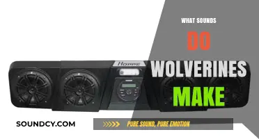 Unveiling the Unique Vocalizations: What Sounds Do Wolverines Make?
