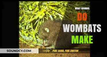 Unveiling the Unique Vocalizations: What Sounds Do Wombats Make?
