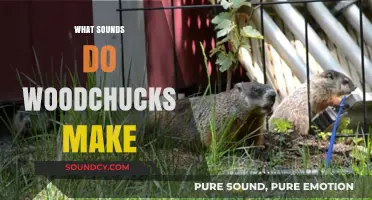 Unveiling the Unique Vocalizations: What Sounds Do Woodchucks Make?