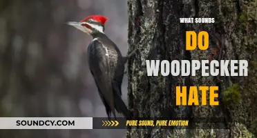 Unwanted Noises: Sounds That Deter Woodpeckers from Your Property