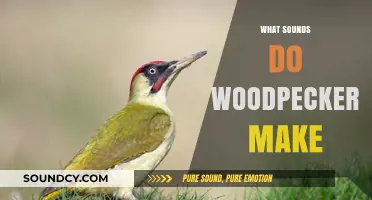 Discover the Unique Drumming and Calls of Woodpeckers