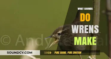 Discover the Enchanting Songs and Calls of Wrens in Nature